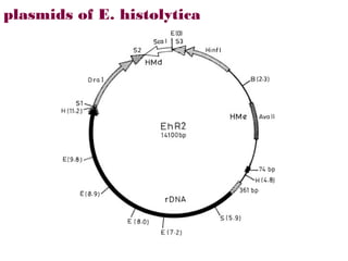 plasmids of E. histolytica
 