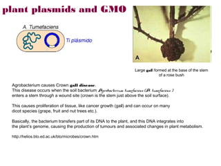plant plasmids and GMO




                                                                   Large gall formed at the base of the stem
                                                                                 of a rose bush

 Agrobacterium causes Crown gall disease.
 This disease occurs when the soil bacterium Agrobacterium tumefaciens (A. tumefaciens )
 enters a stem through a wound site (crown is the stem just above the soil surface).

 This causes proliferation of tissue, like cancer growth (gall) and can occur on many
 dicot species (grape, fruit and nut trees etc.).

 Basically, the bacterium transfers part of its DNA to the plant, and this DNA integrates into
 the plant’s genome, causing the production of tumours and associated changes in plant metabolism.

 http://helios.bto.ed.ac.uk/bto/microbes/crown.htm
 