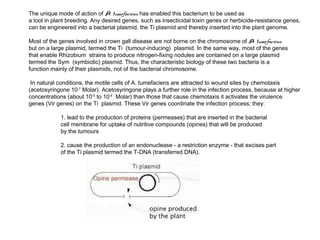 The unique mode of action of A. tumefaciens has enabled this bacterium to be used as
a tool in plant breeding. Any desired genes, such as insecticidal toxin genes or herbicide-resistance genes,
can be engineered into a bacterial plasmid, the Ti plasmid and thereby inserted into the plant genome.

Most of the genes involved in crown gall disease are not borne on the chromosome of A. tumefaciens
but on a large plasmid, termed the Ti (tumour-inducing) plasmid. In the same way, most of the genes
that enable Rhizobium strains to produce nitrogen-fixing nodules are contained on a large plasmid
termed the Sym (symbiotic) plasmid. Thus, the characteristic biology of these two bacteria is a
function mainly of their plasmids, not of the bacterial chromosome.

 In natural conditions, the motile cells of A. tumefaciens are attracted to wound sites by chemotaxis
(acetosyringone 10-7 Molar). Acetosyringone plays a further role in the infection process, because at higher
concentrations (about 10-5 to 10-4 Molar) than those that cause chemotaxis it activates the virulence
genes (Vir genes) on the Ti plasmid. These Vir genes coordinate the infection process; they:

            1. lead to the production of proteins (permeases) that are inserted in the bacterial
            cell membrane for uptake of nutritive compounds (opines) that will be produced
            by the tumours

            2. cause the production of an endonuclease - a restriction enzyme - that excises part
            of the Ti plasmid termed the T-DNA (transferred DNA).
 