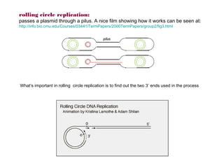 rolling circle replication:
passes a plasmid through a pilus. A nice film showing how it works can be seen at:
http://info.bio.cmu.edu/Courses/03441/TermPapers/2000TermPapers/group2/fig3.html




What’s important in rolling circle replication is to find out the two 3’ ends used in the process
 