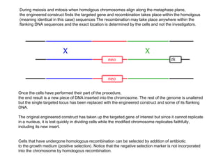 During meiosis and mitosis when homolgous chromosomes align along the metaphase plane,
the engineered construct finds the targeted gene and recombination takes place within the homolgous
(meaning identical in this case) sequences The recombination may take place anywhere within the
flanking DNA sequences and the exact location is determined by the cells and not the investigators.




Once the cells have performed their part of the procedure,
the end result is a new piece of DNA inserted into the chromosome. The rest of the genome is unaltered
but the single targeted locus has been replaced with the engineered construct and some of its flanking
DNA.

The original engineered construct has taken up the targeted gene of interest but since it cannot replicate
in a nucleus, it is lost quickly in dividing cells while the modified chromosome replicates faithfully,
including its new insert.


Cells that have undergone homologous recombination can be selected by addition of antibiotic
to the growth medium (positive selection). Notice that the negative selection marker is not incorporated
into the chromosome by homologous recombination.
 
