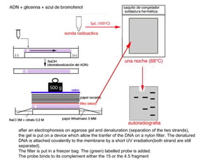 after an electrophoresis on agarose gel and denaturation (separation of the two strands),
the gel is put on a device which allow the tranfer of the DNA on a nylon filter. The denatured
DNA is attached covalently to the membrane by a short UV irradiation(both strand are still
separated).
The filter is put in a freezer bag. The (green) labelled probe is added.
The probe binds to its complement either the 15 or the 4.5 fragment
 