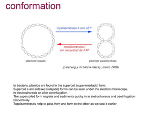 conformation




 In bacteria, plamids are found in the supercoil (superenrollado) form.
 Supercoil s and relaxed (relajado) forms can be seen under the electron microscope,
 in electrophoresis or after centrifugation.
 The supercoiled form migrate and sediments quicky in in eletrophoresis and centrifugation
 respectively.
 Topoisomerases help to pass from one form to the other as we saw it earlier.
 