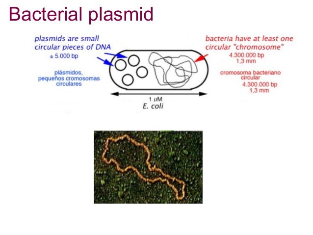Plasmids