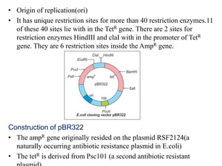 • Origin of replication(ori)
• It has unique restriction sites for more than 40 restriction enzymes.11
of these 40 sites lie with in the TetR gene. There are 2 sites for
restriction enzymes HindIII and claI with in the promoter of TetR
gene. They are 6 restriction sites inside the AmpR gene.
Construction of pBR322
• The ampR gene originally resided on the plasmid RSF2124(a
naturally occurring antibiotic resistance plasmid in E.coli)
• The tetR is derived from Psc101 (a second antibiotic resistant
 