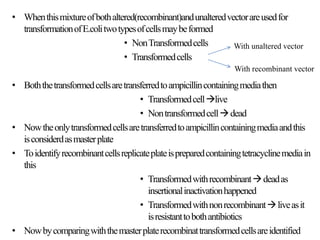• Whenthismixtureofbothaltered(recombinant)andunalteredvectorareusedfor
transformationofE.colitwotypesofcellsmaybeformed
• NonTransformedcells
• Transformedcells
• Boththetransformedcellsaretransferredtoampicillincontainingmediathen
• Transformedcelllive
• Nontransformedcelldead
• Nowtheonlytransformedcellsaretransferredtoampicillincontainingmediaandthis
isconsiderdasmasterplate
• Toidentifyrecombinantcellsreplicateplateispreparedcontainingtetracyclinemediain
this
• Transformedwithrecombinantdeadas
insertionalinactivationhappened
• Transformedwithnonrecombinantliveasit
isresistanttobothantibiotics
• Nowbycomparingwiththemasterplaterecombinattransformedcellsareidentified
With unaltered vector
With recombinant vector
 