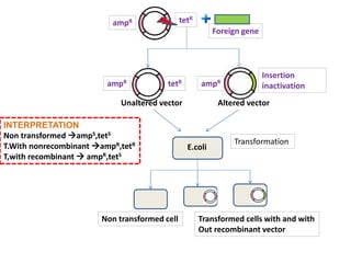 ampR tetR
Foreign gene
ampR ampRtetR
Insertion
inactivation
Unaltered vector Altered vector
E.coli
Non transformed cell Transformed cells with and with
Out recombinant vector
INTERPRETATION
Non transformed ampS,tetS
T.With nonrecombinant ampR,tetR
T,with recombinant  ampR,tetS
Transformation
 