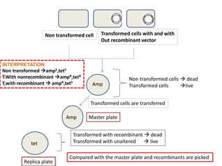 Non transformed cell Transformed cells with and with
Out recombinant vector
Amp
Non transformed cells  dead
Transformed cells live
Amp
Transformed cells are transferred
Master plate
tet
Replica plate
Transformed with recombinant  dead
Transformed with unaltered  live
Compared with the master plate and recombinants are picked
INTERPRETATION
Non transformed ampS,tetS
T.With nonrecombinant ampR,tetR
T,with recombinant  ampR,tetS
 