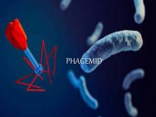 PHAGEMID
 