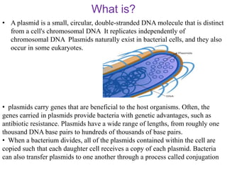 What is?
• A plasmid is a small, circular, double-stranded DNA molecule that is distinct
from a cell's chromosomal DNA It replicates independently of
chromosomal DNA Plasmids naturally exist in bacterial cells, and they also
occur in some eukaryotes.
• plasmids carry genes that are beneficial to the host organisms. Often, the
genes carried in plasmids provide bacteria with genetic advantages, such as
antibiotic resistance. Plasmids have a wide range of lengths, from roughly one
thousand DNA base pairs to hundreds of thousands of base pairs.
• When a bacterium divides, all of the plasmids contained within the cell are
copied such that each daughter cell receives a copy of each plasmid. Bacteria
can also transfer plasmids to one another through a process called conjugation
 