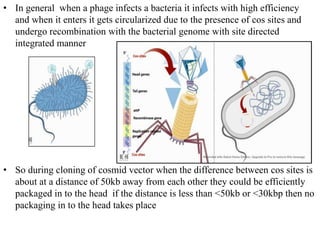 • In general when a phage infects a bacteria it infects with high efficiency
and when it enters it gets circularized due to the presence of cos sites and
undergo recombination with the bacterial genome with site directed
integrated manner
• So during cloning of cosmid vector when the difference between cos sites is
about at a distance of 50kb away from each other they could be efficiently
packaged in to the head if the distance is less than <50kb or <30kbp then no
packaging in to the head takes place
 