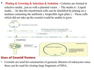 • Plating & Growing & Selection & Isolation - Colonies are formed in
selective media , just as with a plasmid vector . - The media is : Liquid
media . - So that the transformed cells can be identified by plating on a
medium containing the antibiotic ( Ampicillin Agar plate ). - Those cells
which did not take up the cosmid would be unable to grow.
Uses of Cosmid Vectors:
• Cosmids are used for construction of genomic libraries of eukaryotes since
these can be used for cloning large fragments of DNA.
 
