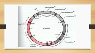 PLASMIDS.pptx microbiology biotechnology | PPT