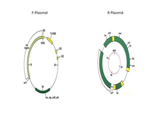 F-Plasmid R Plasmid
 