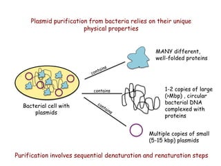 Plasmid purification from bacteria relies on their unique
physical properties
Bacterial cell with
plasmids
contains
MANY different,
well-folded proteins
1-2 copies of large
(>Mbp) , circular
bacterial DNA
complexed with
proteins
Multiple copies of small
(5-15 kbp) plasmids
Purification involves sequential denaturation and renaturation steps
 