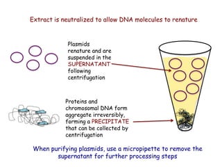 Extract is neutralized to allow DNA molecules to renature
Plasmids
renature and are
suspended in the
SUPERNATANT
following
centrifugation
Proteins and
chromosomal DNA form
aggregate irreversibly,
forming a PRECIPITATE
that can be collected by
centrifugation
When purifying plasmids, use a micropipette to remove the
supernatant for further processing steps
 