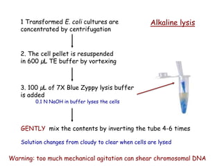 1 Transformed E. coli cultures are
concentrated by centrifugation
2. The cell pellet is resuspended
in 600 µL TE buffer by vortexing
3. 100 µL of 7X Blue Zyppy lysis buffer
is added
0.1 N NaOH in buffer lyses the cells
GENTLY mix the contents by inverting the tube 4-6 times
Solution changes from cloudy to clear when cells are lysed
Warning: too much mechanical agitation can shear chromosomal DNA
Alkaline lysis
 