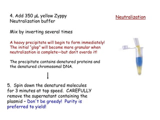 Neutralization
4. Add 350 µL yellow Zyppy
Neutralization buffer
Mix by inverting several times
A heavy precipitate will begin to form immediately!
The initial “glop” will become more granular when
neutralization is complete—but don’t overdo it!
The precipitate contains denatured proteins and
the denatured chromosomal DNA.
5. Spin down the denatured molecules
for 3 minutes at top speed. CAREFULLY
remove the supernatant containing the
plasmid – Don't be greedy! Purity is
preferred to yield!
 