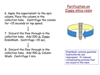 Purification on
Zyppy silica resin
6. Apply the supernatant to the spin
column. Place the column in the
collection tube. Centrifuge the column
for ~15 seconds at top speed.
7. Discard the flow through in the
collection tube. Add 200 µL Zyppy
EndoWash. Centrifuge ~15 sec.
EndoWash contains guanidine
hydrochloride and
isopropanol. It removes
contaminating proteins that
are bound to the resin.
8. Discard the flow through in the
collection tube. Add 400 µL Column
Wash. Centrifuge 1 min.
 