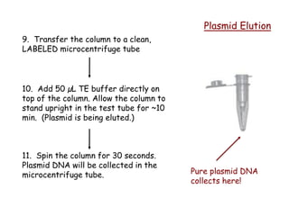 Plasmid Elution
9. Transfer the column to a clean,
LABELED microcentrifuge tube
10. Add 50 µL TE buffer directly on
top of the column. Allow the column to
stand upright in the test tube for ~10
min. (Plasmid is being eluted.)
11. Spin the column for 30 seconds.
Plasmid DNA will be collected in the
microcentrifuge tube. Pure plasmid DNA
collects here!
 
