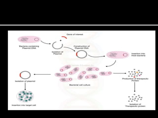 Pac Vector Structure Plasmids as vectors | PPTX