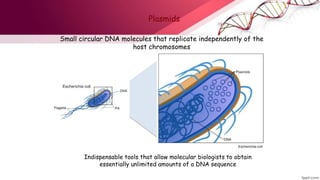 Plasmids
Indispensable tools that allow molecular biologists to obtain
essentially unlimited amounts of a DNA sequence
Small circular DNA molecules that replicate independently of the
host chromosomes
 