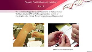 Mix By Inverting Bacterial Plasmids.pptx