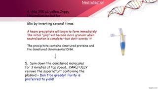 Mix By Inverting Bacterial Plasmids.pptx