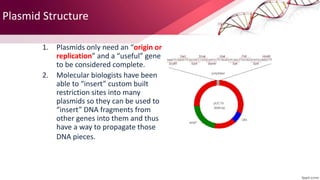 Bacterial Plasmid Structure