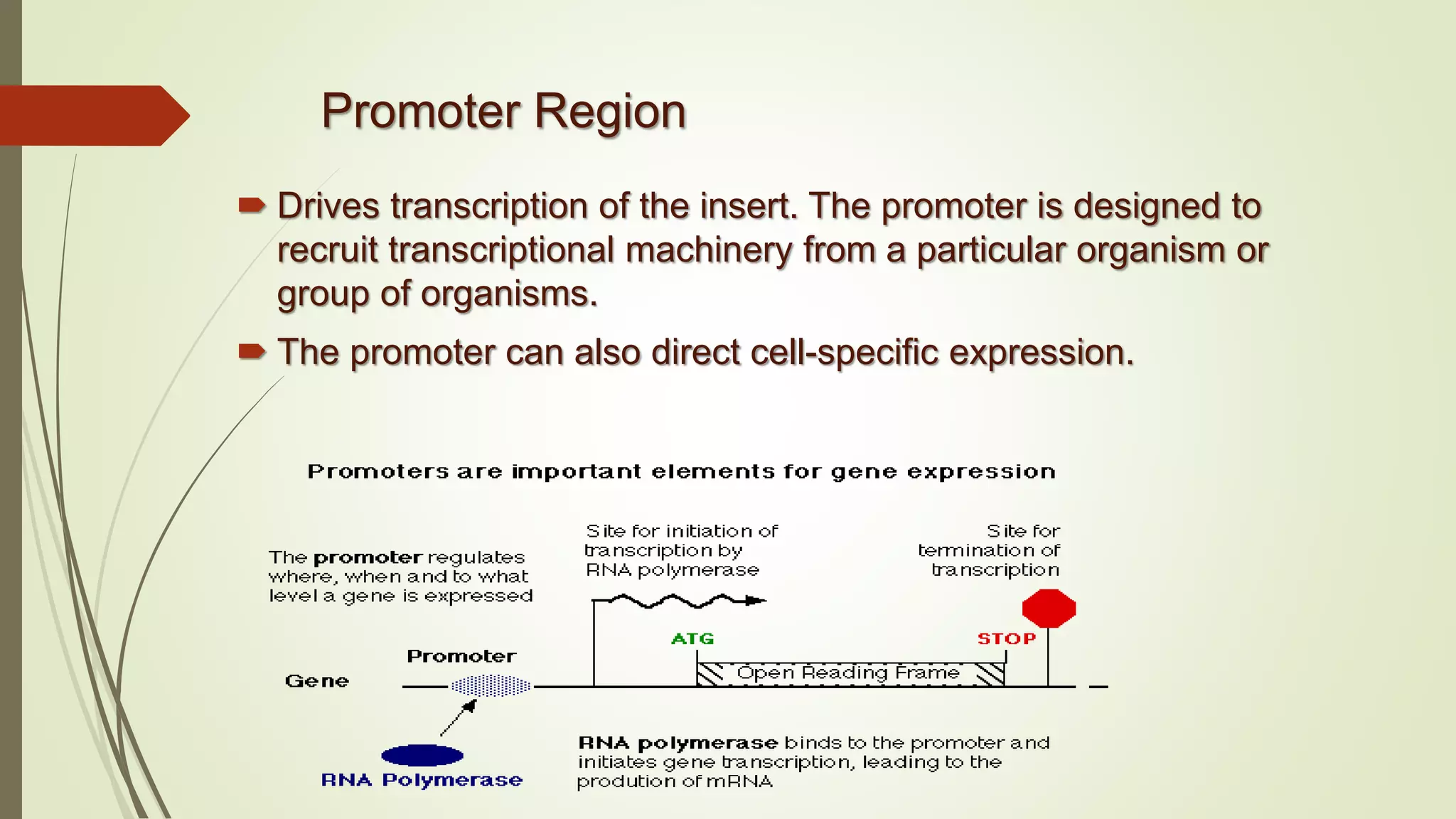 Promoter Region
 Drives transcription of the insert. The promoter is designed to
recruit transcriptional machinery from a particular organism or
group of organisms.
 The promoter can also direct cell-specific expression.
 