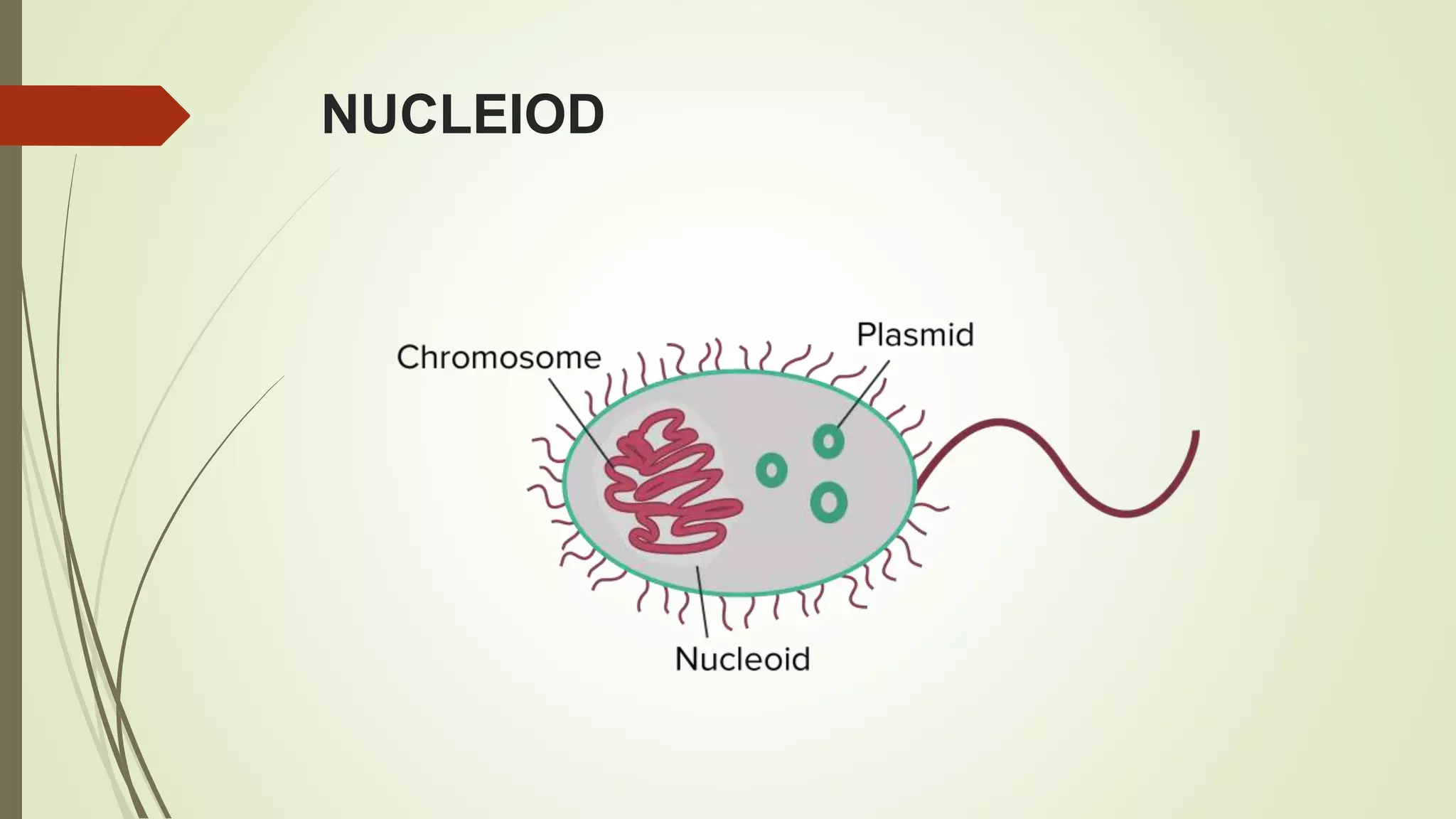 NUCLEIOD
 