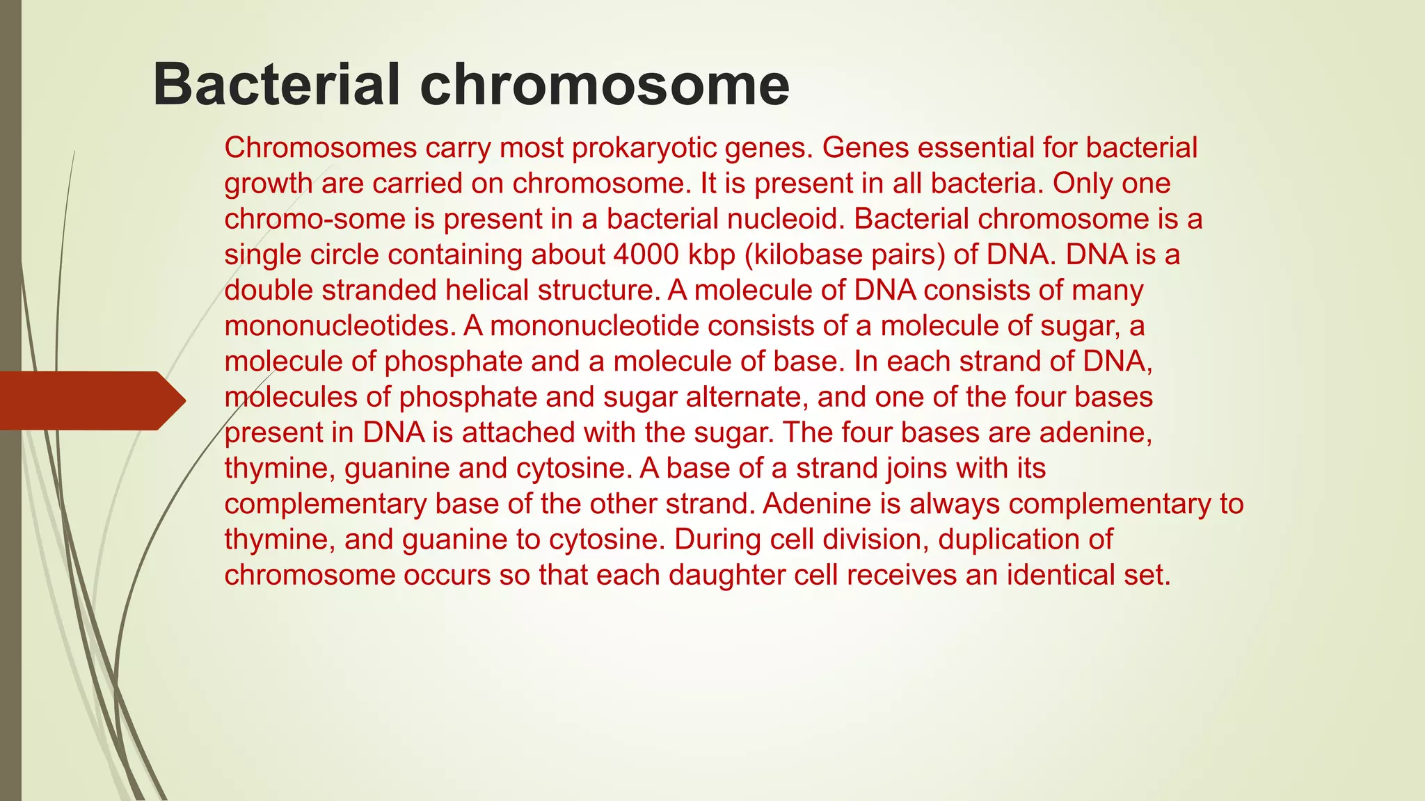 Bacterial chromosome
Chromosomes carry most prokaryotic genes. Genes essential for bacterial
growth are carried on chromosome. It is present in all bacteria. Only one
chromo-some is present in a bacterial nucleoid. Bacterial chromosome is a
single circle containing about 4000 kbp (kilobase pairs) of DNA. DNA is a
double stranded helical structure. A molecule of DNA consists of many
mononucleotides. A mononucleotide consists of a molecule of sugar, a
molecule of phosphate and a molecule of base. In each strand of DNA,
molecules of phosphate and sugar alternate, and one of the four bases
present in DNA is attached with the sugar. The four bases are adenine,
thymine, guanine and cytosine. A base of a strand joins with its
complementary base of the other strand. Adenine is always complementary to
thymine, and guanine to cytosine. During cell division, duplication of
chromosome occurs so that each daughter cell receives an identical set.
 