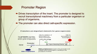 Promoter Region
 Drives transcription of the insert. The promoter is designed to
recruit transcriptional machinery from a particular organism or
group of organisms.
 The promoter can also direct cell-specific expression.
 