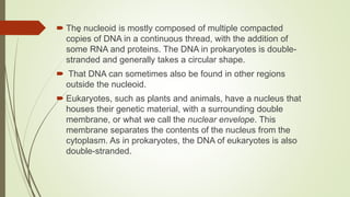 . The nucleoid is mostly composed of multiple compacted
copies of DNA in a continuous thread, with the addition of
some RNA and proteins. The DNA in prokaryotes is double-
stranded and generally takes a circular shape.
 That DNA can sometimes also be found in other regions
outside the nucleoid.
 Eukaryotes, such as plants and animals, have a nucleus that
houses their genetic material, with a surrounding double
membrane, or what we call the nuclear envelope. This
membrane separates the contents of the nucleus from the
cytoplasm. As in prokaryotes, the DNA of eukaryotes is also
double-stranded.
 
