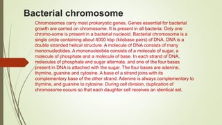 Bacterial chromosome
Chromosomes carry most prokaryotic genes. Genes essential for bacterial
growth are carried on chromosome. It is present in all bacteria. Only one
chromo-some is present in a bacterial nucleoid. Bacterial chromosome is a
single circle containing about 4000 kbp (kilobase pairs) of DNA. DNA is a
double stranded helical structure. A molecule of DNA consists of many
mononucleotides. A mononucleotide consists of a molecule of sugar, a
molecule of phosphate and a molecule of base. In each strand of DNA,
molecules of phosphate and sugar alternate, and one of the four bases
present in DNA is attached with the sugar. The four bases are adenine,
thymine, guanine and cytosine. A base of a strand joins with its
complementary base of the other strand. Adenine is always complementary to
thymine, and guanine to cytosine. During cell division, duplication of
chromosome occurs so that each daughter cell receives an identical set.
 