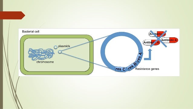Plasmids & Nucleoid