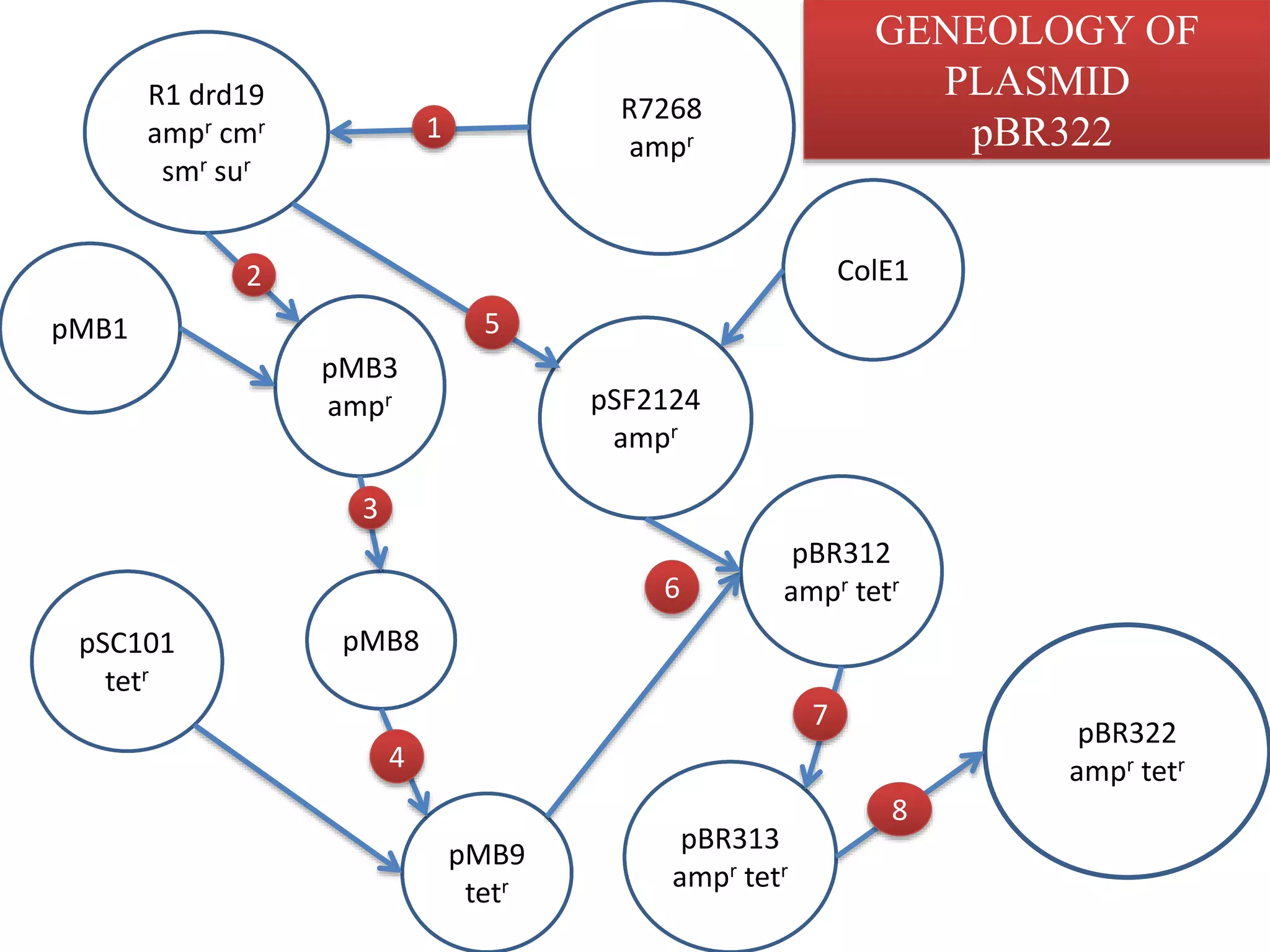R7268
ampr
R1 drd19
ampr cmr
smr sur
pMB1
pMB3
ampr
pBR312
ampr tetr
pSF2124
ampr
ColE1
pSC101
tetr
pBR322
ampr tetr
pBR313
ampr tetr
pMB9
tetr
pMB8
1
2
3
4
5
6
7
8
GENEOLOGY OF
PLASMID
pBR322
 
