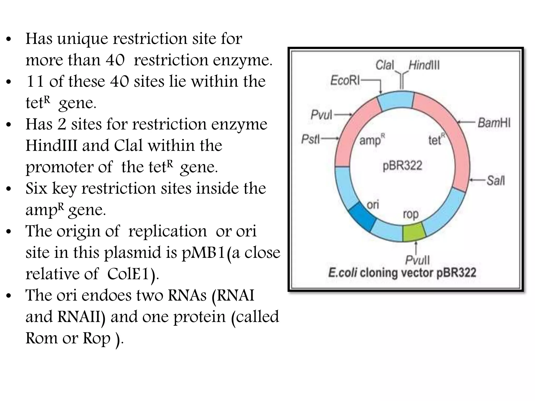 • Has unique restriction site for
more than 40 restriction enzyme.
• 11 of these 40 sites lie within the
tetR gene.
• Has 2 sites for restriction enzyme
HindIII and Clal within the
promoter of the tetR gene.
• Six key restriction sites inside the
ampR gene.
• The origin of replication or ori
site in this plasmid is pMB1(a close
relative of ColE1).
• The ori endoes two RNAs (RNAI
and RNAII) and one protein (called
Rom or Rop ).
 