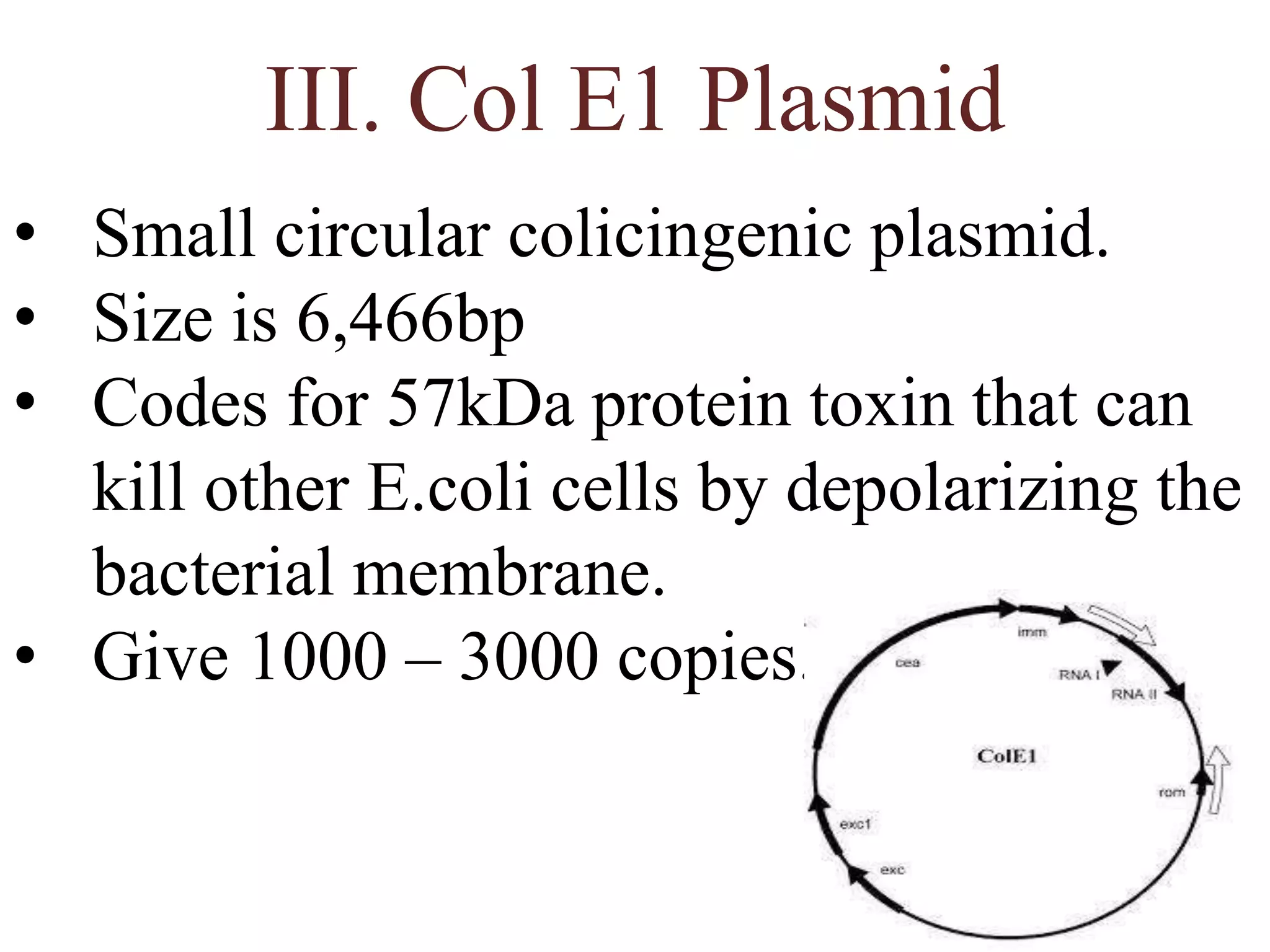 III. Col E1 Plasmid
• Small circular colicingenic plasmid.
• Size is 6,466bp
• Codes for 57kDa protein toxin that can
kill other E.coli cells by depolarizing the
bacterial membrane.
• Give 1000 – 3000 copies.
 