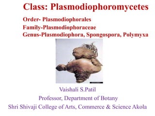 Class: Plasmodiophoromycetes
Order- Plasmodiophorales
Family-Plasmodiophoraceae
Genus-Plasmodiophora, Spongospora, Polymyxa
Vaishali S.Patil
Professor, Department of Botany
Shri Shivaji College of Arts, Commerce & Science Akola
 