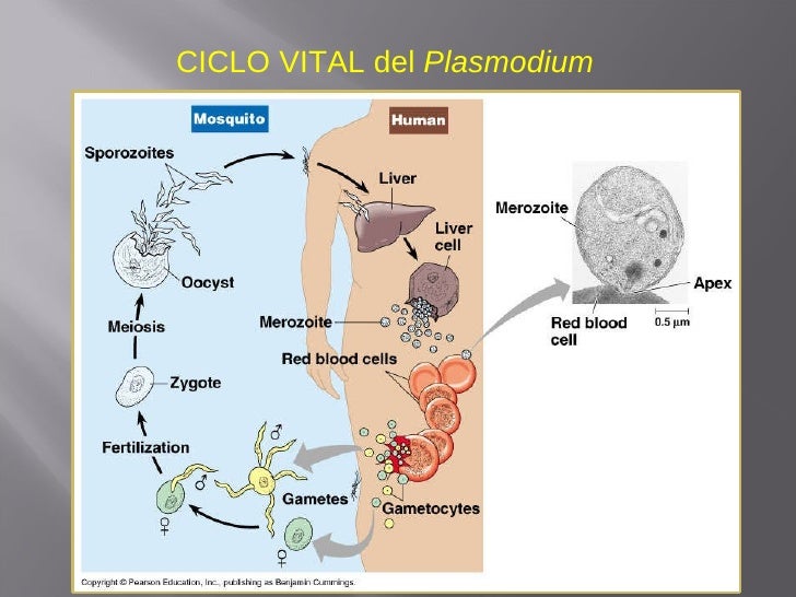 Plasmodium