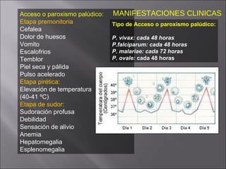 Acceso o paroxismo palúdico: Etapa premonitoria Cefalea Dolor de huesos Vomito Escalofrios Temblor Piel seca y pálida Pulso acelerado Etapa pirética: Elevación de temperatura  (40-41 ºC) Etapa de sudor: Sudoración profusa Debilidad Sensación de alivio Anemia Hepatomegalia Esplenomegalia Tipo de Acceso o paroxismo palúdico: P. vivax: cada 48 horas P.falciparum: cada 48 horas P. malariae: cada 72 horas P. ovale:  cada 48 horas MANIFESTACIONES CLINICAS 