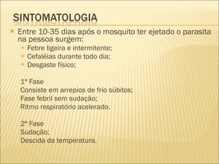 Entre 10-35 dias após o mosquito ter ejetado o parasita na pessoa surgem: Febre ligeira e intermitente; Cefaléias durante todo dia; Desgaste físico; 1ª Fase Consiste em arrepios de frio súbitos; Fase febril sem sudação; Ritmo respiratório acelerado. 2ª Fase Sudação; Descida da temperatura. 