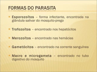 Esporozoítos  – forma infectante, encontrada na glândula salivar do mosquito-prego Trofozoítos  – encontrado nos hepatócitos Merozoítos  – encontrado nas hemácias Gametócitos  – encontrado na corrente sanguínea Macro e microgameta  – encontrado no tubo digestivo do mosquito 
