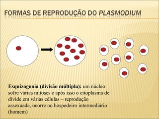 Esquizogonia (divisão múltipla):  um núcleo sofre várias mitoses e após isso o citoplasma de divide em várias células – reprodução assexuada, ocorre no hospedeiro intermediário (homem) 