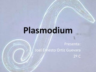 Plasmodium Presenta:  Joel Ernesto Ortiz Guevara 2º C 