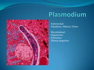 Enfermedad:
Paludismo, Malaria, Fiebre.

Microhabitad:
Hepatocitos
Eritrocitos
Plasma sanguíneo
 