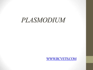 PLASMODIUM
WWW.RCVETS.COM
 