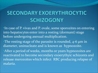 •In case of P. vivax and P. ovale, some sporozites on entering
into hepatocytes enter into a resting (dormant) stage
before undergoing asexual multiplication.
•The resting stage of the parasite is rounded, 4-6 µm in
diameter, uninucleate and is known as hypnozoite.
•After a period of weeks, months or years hypnozoites are
reactivated to become secondary exoerythyic schizonts and
release merozoites which infect RBC producing relapse of
malaria.
 