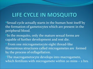 Sexual cycle actually starts in the human host itself by
the formation of gametocytes which are present in the
peripheral blood.
In the mosquito, only the mature sexual forms are
capable of further development and rest die.
 From one microgametocyte eight thread-like
filamentous structures called microgametes are formed
by the process of exflagellation.
The macrogametocyte develops into macrogamete,
which fertilizes with microgamete within 20 mins – 2 hrs.
 